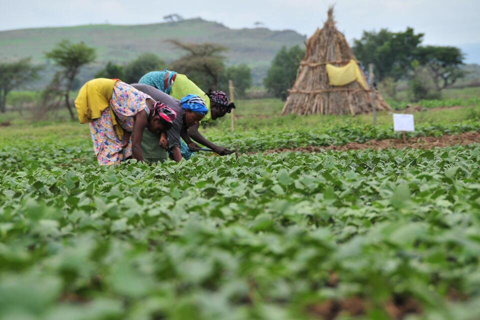 The Alliance at the Second Africa Climate Summit 2025 - Alliance Bioversity International - CIAT