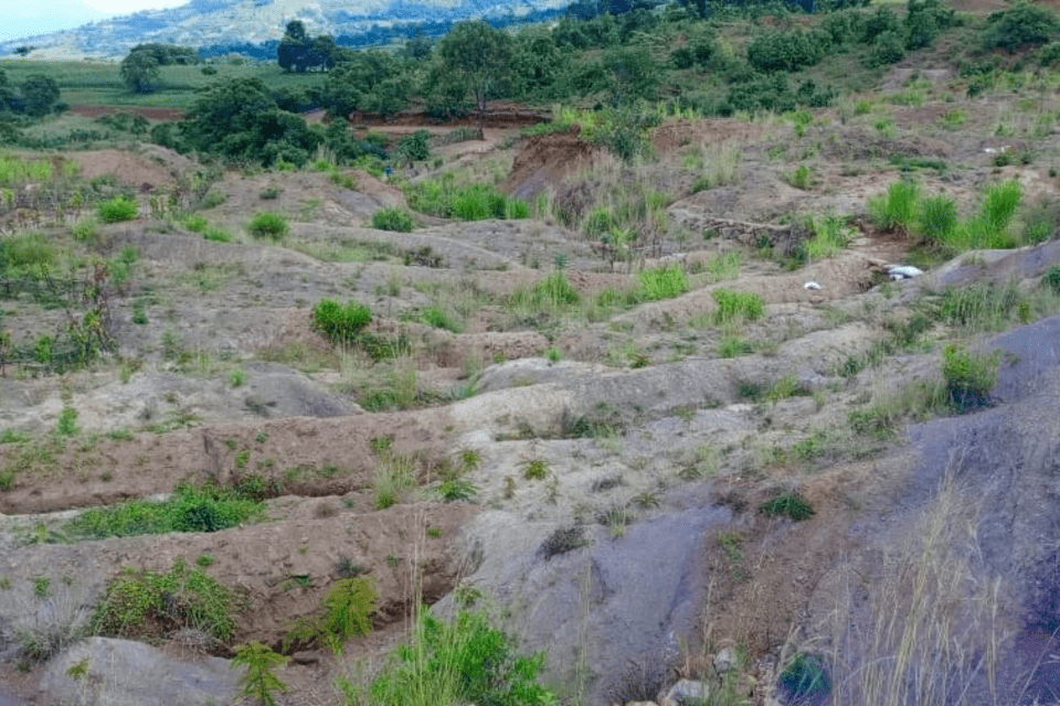 The Ethiopia Green Legacy Initiative embarks exemplary landscape restorations - Evidence from the Gurage and Wolaita Zones of Ethiopia