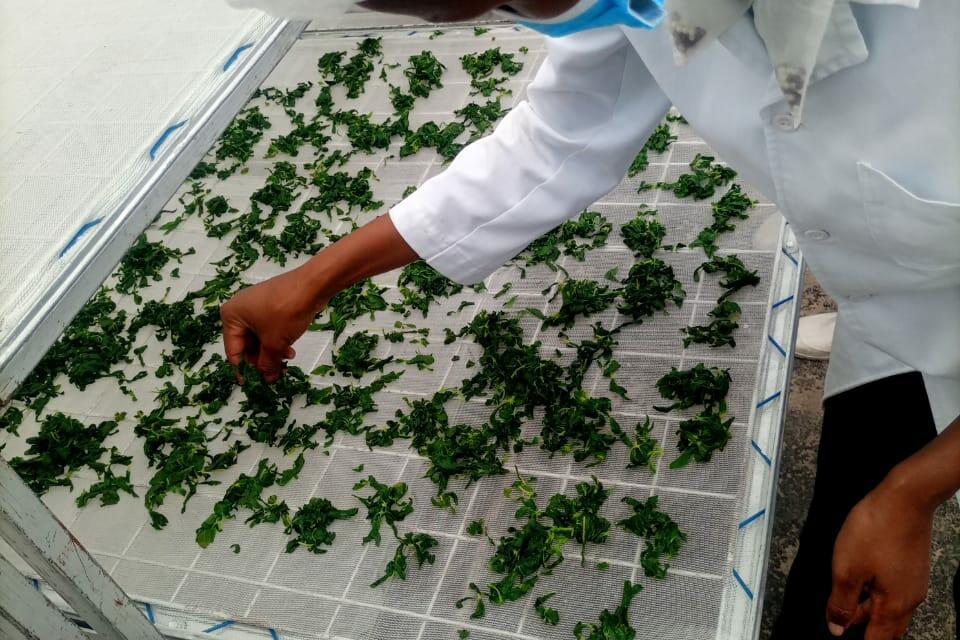 Towards sustainability Training on value addition and composite flour processing for community seed banks