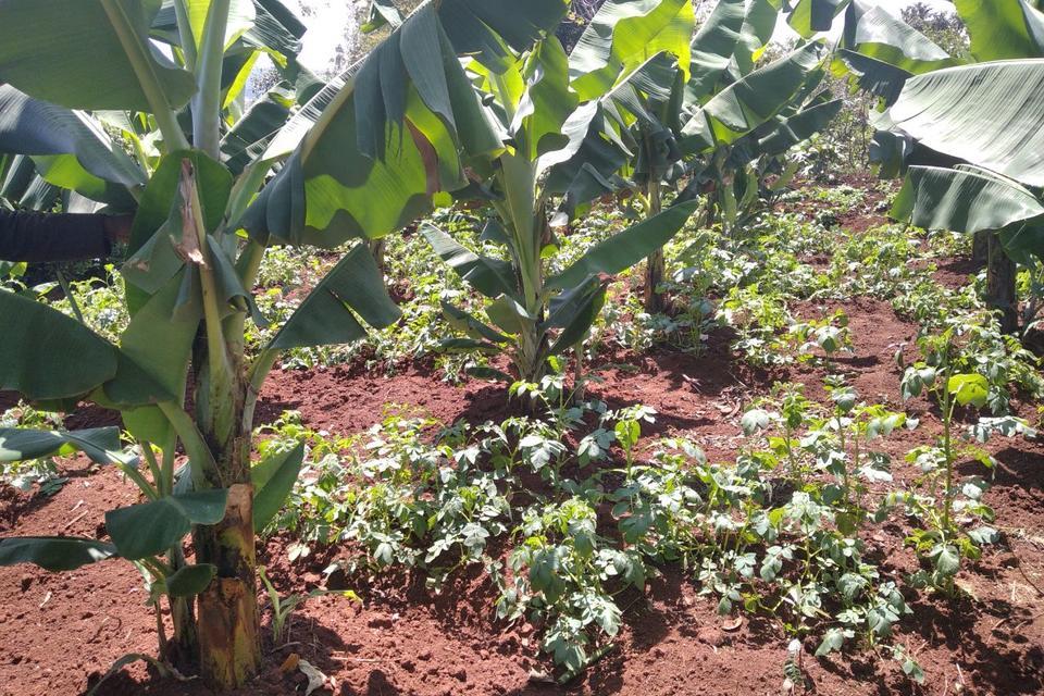 Training on climate-smart agriculture and agroecological practices experiences from research and development 