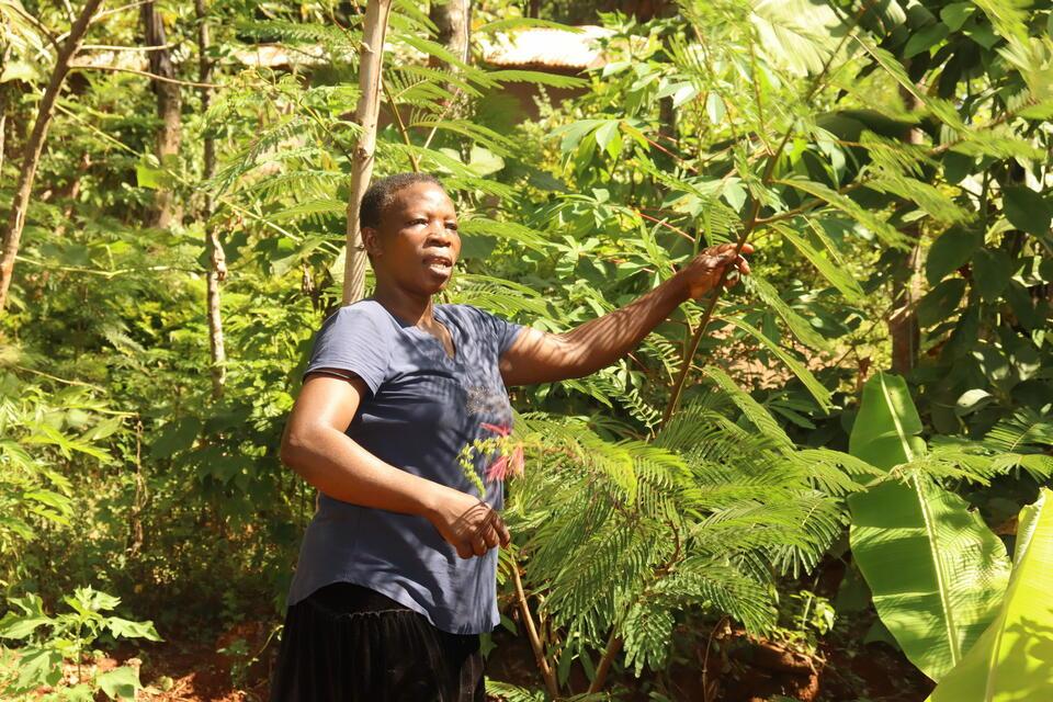 Transforming a landscape, one farmer at a time -Farmers in Lyanaginga Village of Vihiga County making strides towards an agroecological transition