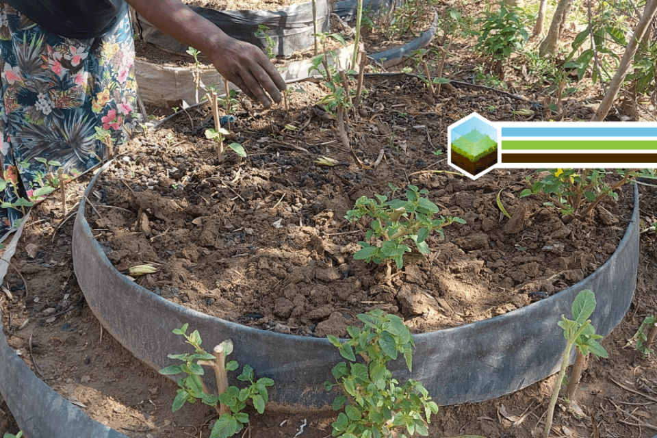 Transforming Diets and Livelihoods through Kitchen Gardening in Busia County, Kenya 