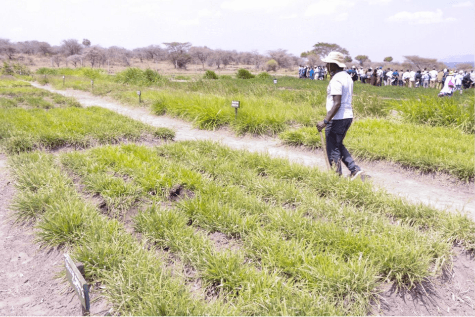 Turning Grass into Gold: How Farmers Are Profiting from Brachiaria 