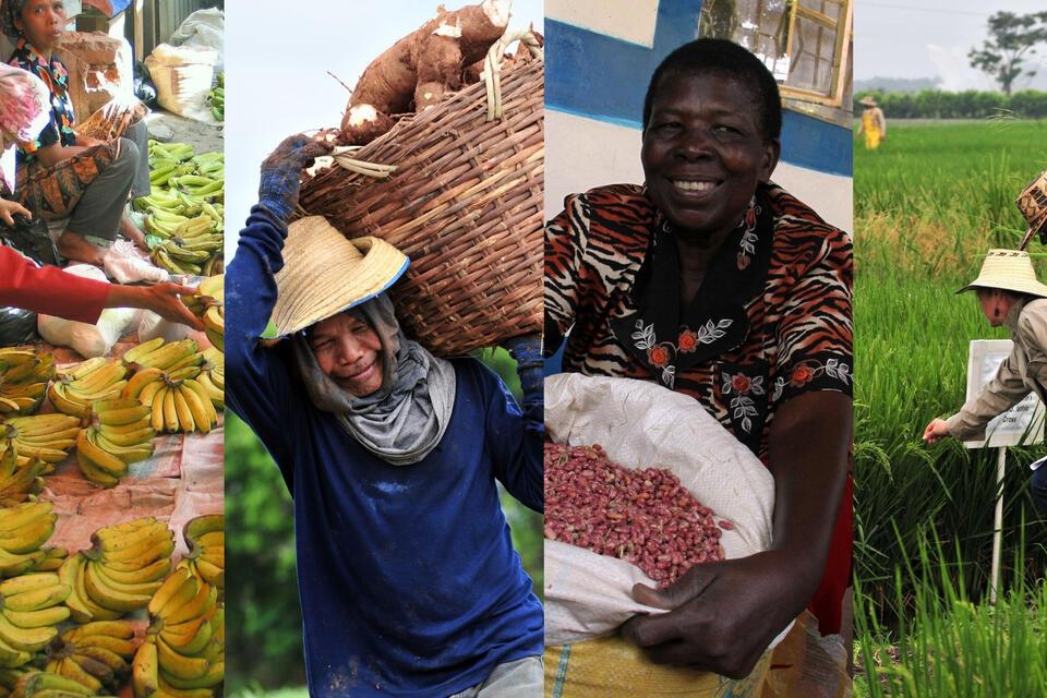What policymakers need to know: steps to protect banana, cassava, bean, and rice production by 2050 