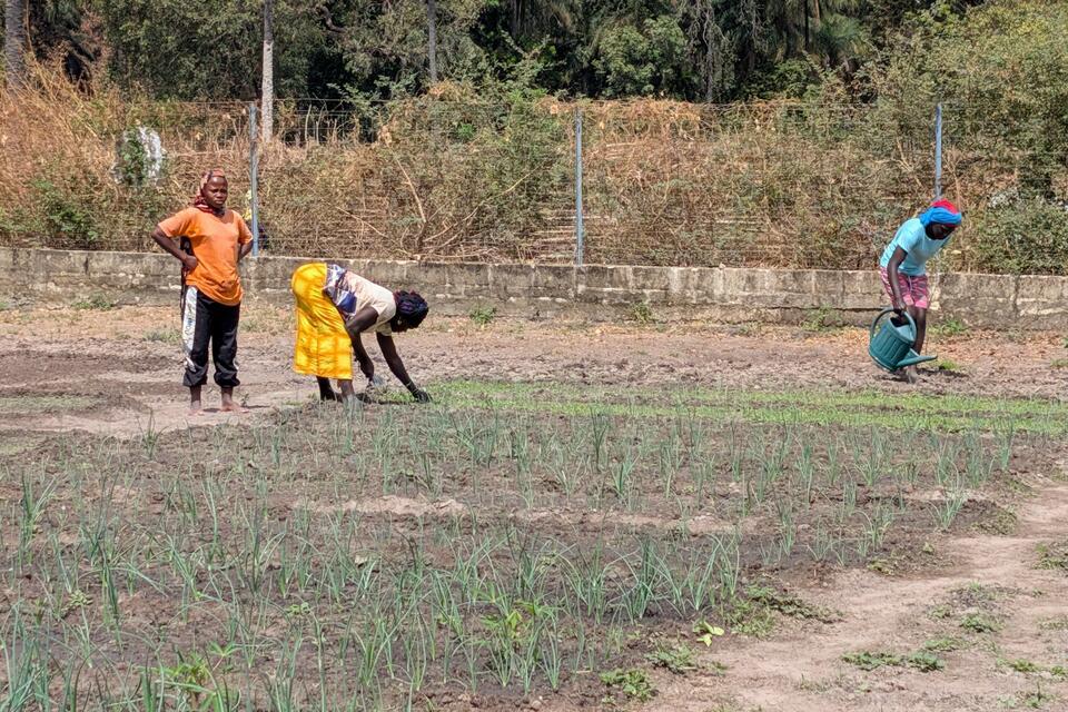 When agriculture begins to change: AVENIR results in Senegal