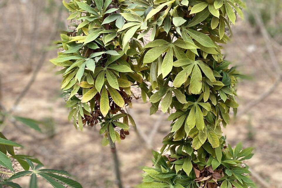 Witches&rsquo; Broom Disease in Cassava  - Alliance Bioversity International - CIAT