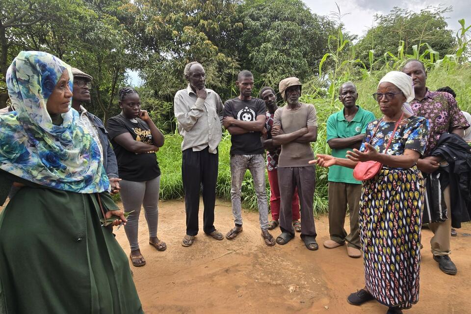 Zambian smallholder farmers welcome climate-smart beans-beneficial insects-fruit trees synergy